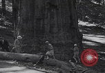 Standbild Touristen am Tioga Mountain Pass California United States USA, 1937, aus Sekunde 60 historischem Filmmaterial Videoclip 65675079628