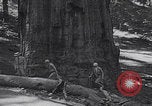Standbild Touristen am Tioga Mountain Pass California United States USA, 1937, aus Sekunde 61 historischem Filmmaterial Videoclip 65675079628
