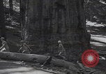 Standbild Touristen am Tioga Mountain Pass California United States USA, 1937, aus Sekunde 62 historischem Filmmaterial Videoclip 65675079628