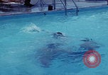 Image of men splashing swimming pool Las Vegas Nevada USA, 1967, second 13 stock footage video 65675079700