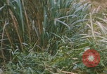 Image of airdrop to Marines Khe Sanh Khe Sanh Vietnam, 1968, second 10 stock footage video 65675079761