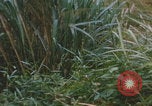 Image of airdrop to Marines Khe Sanh Khe Sanh Vietnam, 1968, second 11 stock footage video 65675079761