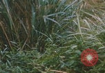 Image of airdrop to Marines Khe Sanh Khe Sanh Vietnam, 1968, second 13 stock footage video 65675079761