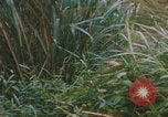 Image of airdrop to Marines Khe Sanh Khe Sanh Vietnam, 1968, second 14 stock footage video 65675079761