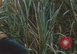 Image of airdrop to Marines Khe Sanh Khe Sanh Vietnam, 1968, second 19 stock footage video 65675079761