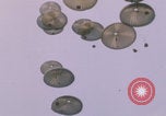 Image of airdrop to Marines Khe Sanh Khe Sanh Vietnam, 1968, second 35 stock footage video 65675079761
