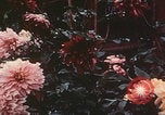 Standbild Sommerpalast Peking Peking China, 1958, aus Sekunde 11 historischem Filmmaterial Videoclip 65675079768