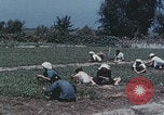 Image of commune farmers China Beijing China, 1958, second 55 stock footage video 65675079770