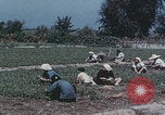 Image of commune farmers China Beijing China, 1958, second 57 stock footage video 65675079770