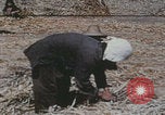 Image of Chinese harvesting crops Beijing China, 1958, second 1 stock footage video 65675079771