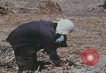 Image of Chinese harvesting crops Beijing China, 1958, second 3 stock footage video 65675079771
