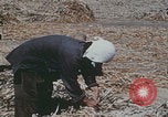 Image of Chinese harvesting crops Beijing China, 1958, second 4 stock footage video 65675079771