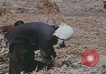 Image of Chinese harvesting crops Beijing China, 1958, second 5 stock footage video 65675079771