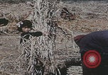 Image of Chinese harvesting crops Beijing China, 1958, second 6 stock footage video 65675079771
