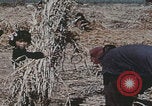 Image of Chinese harvesting crops Beijing China, 1958, second 7 stock footage video 65675079771