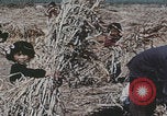 Image of Chinese harvesting crops Beijing China, 1958, second 8 stock footage video 65675079771