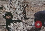 Image of Chinese harvesting crops Beijing China, 1958, second 9 stock footage video 65675079771