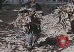 Image of Chinese harvesting crops Beijing China, 1958, second 10 stock footage video 65675079771