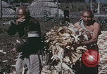 Image of Chinese harvesting crops Beijing China, 1958, second 17 stock footage video 65675079771