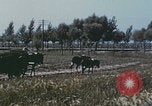 Image of Chinese harvesting crops Beijing China, 1958, second 53 stock footage video 65675079771