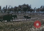 Image of Chinese harvesting crops Beijing China, 1958, second 55 stock footage video 65675079771