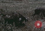 Image of Shenyang China commune workers Shenyang China, 1958, second 55 stock footage video 65675079775