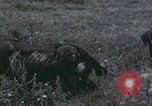 Image of Shenyang China commune workers Shenyang China, 1958, second 56 stock footage video 65675079775