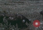 Image of Shenyang China commune workers Shenyang China, 1958, second 57 stock footage video 65675079775