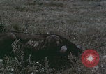 Image of Shenyang China commune workers Shenyang China, 1958, second 59 stock footage video 65675079775