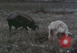 Image of Shenyang China commune workers Shenyang China, 1958, second 60 stock footage video 65675079775