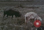 Image of Shenyang China commune workers Shenyang China, 1958, second 61 stock footage video 65675079775
