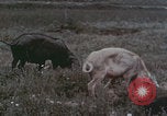 Image of Shenyang China commune workers Shenyang China, 1958, second 62 stock footage video 65675079775