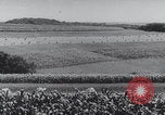 Image of United States farmland United States USA, 1937, second 23 stock footage video 65675079780
