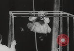 Image of animals circus performance Berlin Germany, 1960, second 14 stock footage video 65675079819