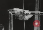 Image of animals circus performance Berlin Germany, 1960, second 15 stock footage video 65675079819