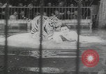 Image of animals circus performance Berlin Germany, 1960, second 49 stock footage video 65675079819