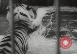 Image of animals circus performance Berlin Germany, 1960, second 52 stock footage video 65675079819