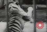 Image of animals circus performance Berlin Germany, 1960, second 53 stock footage video 65675079819