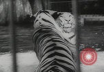 Image of animals circus performance Berlin Germany, 1960, second 54 stock footage video 65675079819