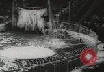 Image of animals circus performance Berlin Germany, 1960, second 60 stock footage video 65675079819