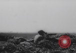 Image of Allied artillery salvos Italy WW2 Anzio Italy, 1944, second 37 stock footage video 65675079911