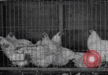 Image of chicken dissection Detroit Michigan USA, 1921, second 3 stock footage video 65675079957