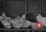 Image of chicken dissection Detroit Michigan USA, 1921, second 4 stock footage video 65675079957