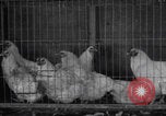 Image of chicken dissection Detroit Michigan USA, 1921, second 5 stock footage video 65675079957
