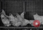Image of chicken dissection Detroit Michigan USA, 1921, second 6 stock footage video 65675079957