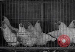 Image of chicken dissection Detroit Michigan USA, 1921, second 7 stock footage video 65675079957