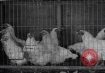 Image of chicken dissection Detroit Michigan USA, 1921, second 8 stock footage video 65675079957