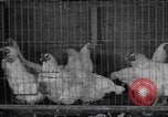 Image of chicken dissection Detroit Michigan USA, 1921, second 9 stock footage video 65675079957