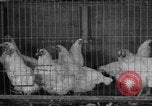 Image of chicken dissection Detroit Michigan USA, 1921, second 10 stock footage video 65675079957