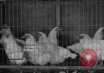 Image of chicken dissection Detroit Michigan USA, 1921, second 11 stock footage video 65675079957
